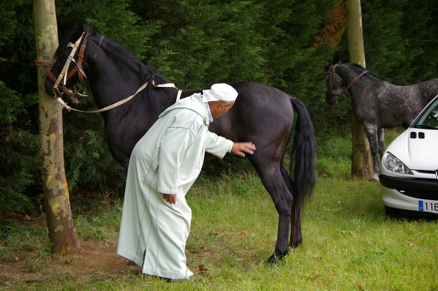 Les chevaux marocains: Les Chevaux Marocains 024